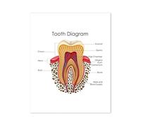 Acquerello Denti Anatomia Medica Poster Dentista Regalo Clinica Decorazione Della Parete, Anatomia Dentale Immagine Artistica Pittura Su Tela Decorazione A4 40X50Cm Senza Telaio