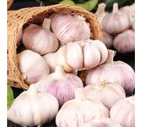 Acquista bulbi d'aglio, bulbi d'aglio per luoghi soleggiati Tappi per la semina, resistenti piantine Acquista di invernali resistenti il 4pcs