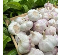 Acquista bulbi d'aglio, bulbi d'aglio resistenti all'esterno Tappi per la semina, Acquista di invernali esotiche giardino sul balcone regali per gli amanti del 2pcs