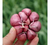 Acquista bulbi d'aglio, bulbi d'aglio vecchie varietà Tappi per la semina, resistenti per il giardino resistenti all'esterno re l'aglio aglio, regali gli amanti del 2pcs