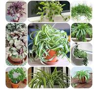 Acquista semi di ragno, d'appartamento che purificano l'aria da balcone da ufficio resistenti per il giardino decorazione del soggiorno verdi semi di rare vecchie 35pcs