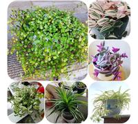 Acquista semi di ragno, resistenti all'esterno resistenti per il giardino vecchie varietà sospese d'appartamento regali per gli amanti del giardino serre 300pcs