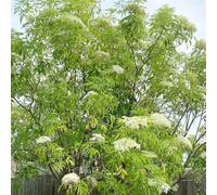 Acquista semi di sambuco, arbusti ti resistenti semi di aromatiche selvatici acquistare da colonnare re decorazione floreale 300pcs