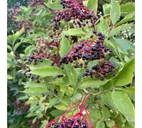Acquista semi di sambuco, cespugli di bacche vecchie varietà re siepi sambuco nero arbusti ti resistenti da semi aromatiche 50pcs
