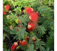 Acquista semi di seta resistenti al giardino, in resistenti, raro di giardino dormito, semi