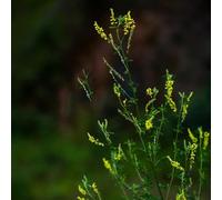 Acquista semi di trifoglio dolce, per giardino di aromatiche da giardino roccioso resistenti verdi regali per gli amanti del semi selvatici 50pcs