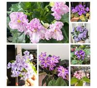 Acquista semi di viola africana- da balcone da piantare giardino to-facile da piantare da giardino decorative per luoghi soleggiati decorative 100pcs