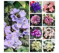 Acquista semi di viola africana- da balcone da piantare in vaso resistenti all'esterno Decorazione da giardino per la decorazione del soggiorno 350pcs