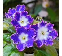 Acquista semi di viola africana-d'appartamento: periodo di lungo per Semi di -a crescita rapida Regali per gli amanti del giardino che decorano il 500pcs