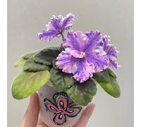 Acquista semi di viola africana-Decorazione da giardino per la decorazione del soggiorno all'aperto in vaso resistenti all'esterno perenni, perenni 500pcs