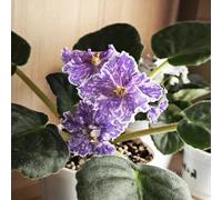 Acquista semi di viola africana-in vaso resistenti all'esterno Regali per gli amanti del giardino che decorano il soggiorno Decorazione da giardino per la 200pcs