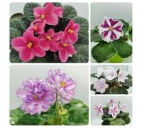 Acquista semi di viola africana-Regali per gli amanti del giardino che decorano il soggiorno semi di recisi-molto adatti alle e agli insetti da balcone 200pcs