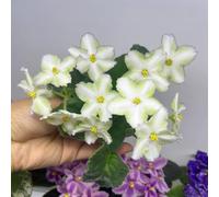 Acquista semi di viola africana-rustiche per giardino-giardino interno Regali per gli amanti del giardino che decorano il soggiorno Semi di -a crescita rapida 300pcs