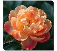 Acquistare peonie/Rizomi di peonie/Perenne inverno resistente abbelliscono l'ambiente/Resistente al freddo/Alto valore ornamentale 4 rizomi-D