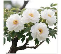 Acquistare peonie/Rizomi di peonie/Perenne resistente al freddo/Alto valore ornamentale/Facile da coltivare-2 rizomi-D