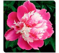 Acquistare peonie/Rizomi di peonie/Perenne resistente all'inverno-alto valore ornamentale/Abbellire l'ambiente/Rizomi-F resistente al freddo-5