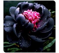 Acquistare peonie/Rizomi di peonie/Perenne resistente all'inverno-alto valore ornamentale/Facile da coltivare/Rizomi-H resistente al freddo-3