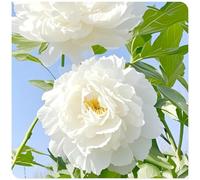 Acquistare peonie/Rizomi di peonie/Perenne resistente all'inverno-alto valore ornamentale/Facile da coltivare/Rizomi resistenti al freddo-5