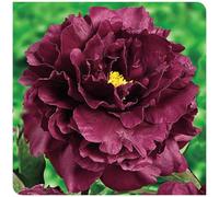 Acquistare peonie/Rizomi di peonie/Perenne resistente all'inverno-Facile da coltivare/Resistente al freddo/Alto valore ornamentale-4 rizomi-C