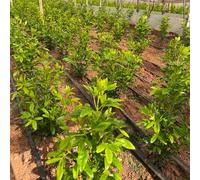 acquistare semi di d'arancio, verdi Choisya ternata, giardino aromatiche per giardino di aromatiche semi resistenti per il 100pcs