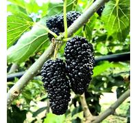 acquistare semi di gelso, resistenti per il giardino da balcone resistenti Le perenni sono semi di esotiche 300pcs