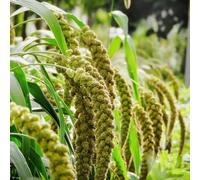 acquistare semi di miglio coda di volpe - resistenti per il giardino balcone serra vecchie varietà giardino semi da sul balcone aromatiche da 600pcs