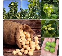 acquistare semi di nocciola, regali per il giardino Corylus avellana, da appartamento esotiche all'inverno 80pcs