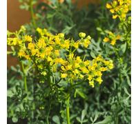 acquistare semi di ruta, semi di aromatiche da cucina giardino aromatiche rare prodotti sostenibili selvatiche vecchie varietà resistenti per il 125pcs