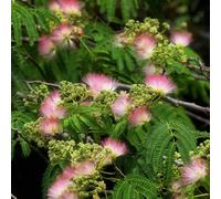 acquistare semi di seta, da esterno da giardino un balcone verdi semi biologici comprare resistenti all'esterno 20pcs