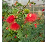 acquistare semi di seta, da giardino roccioso resistenti un comprare da giardino per luoghi soleggiati sempreverdi resistenti 60pcs