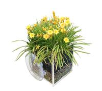 Acrylic Window Planter - Transparent Plant Pot, Decorative Garden Holder, Drainage Enabled Planter, Clear Home Accessory | Stylish Indoor Gardening Use, Window Sills Small Space