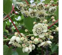 Actinidia Impollinatore Male 2L - Necessario per la fruttificazione