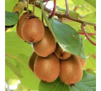 Actinidia Jenny 2L - Produce frutti gustosi e ricchi di vitamine