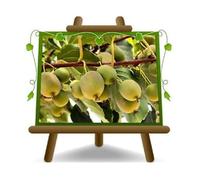 Actinidia Kiwi Arguta Alberi da Frutto Altezza:140-160 cm Eta:2 anni Vaso:20 cm