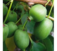 Actinidia Kokuwa bisessuale 2L - Frutta dolce e aromatica