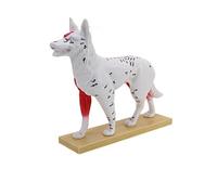 Acupoint - Modello con anatomia interna colorata e base stabile per lezioni di studio di anatomia in aula modello veterinario Acupoint studio acupoint studio figura insegnamento formazione in aula