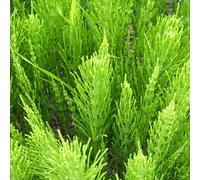 Adamah Eie Elicriso 30 Ml Gocce