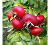 EIE ROSA CANINA Gtt 30ml
