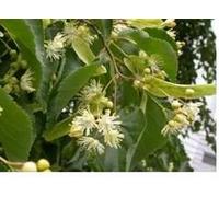 adamah Eie Tiglio Gocce 30ml