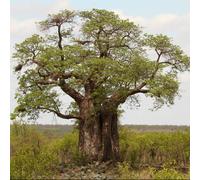 Adansonia digitata SEEDS - - SEMI Baobab | Albero del pane delle scimmie