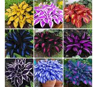 Adatta sia ai climi settentrionali che a quelli meridionali + Forte resistenza alle malattie, Hosta dalle foglie uniche/Facile da coltivare-10 PCS