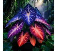 adatte come regali per le feste balconi,belle,Bulbi di hosta-Perenne resistente al freddo, resistenti,giardini, adatta per la decorazione di cortili e balconi-4 Bulbi-A