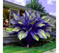 adatte come regali per le feste balconi,belle,Bulbi di hosta-Perenne resistente al freddo, resistenti,giardini, adatta per la decorazione di cortili e balconi-2 Bulbi-H