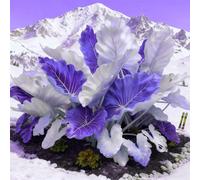 adatte come regali per le feste balconi,belle,Bulbi di hosta-Perenne resistente al freddo, resistenti,giardini, adatta per la decorazione di cortili e balconi-2 Bulbi-B