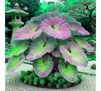 adatte come regali per le feste balconi,belle,Bulbi di hosta-Perenne resistente al freddo, resistenti,giardini, adatta per la decorazione di cortili e balconi-4 Bulbi-E