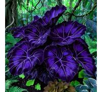 adatte come regali per le feste balconi,belle,Bulbi di hosta-Perenne resistente al freddo, resistenti,giardini, adatta per la decorazione di cortili e balconi-6 Bulbi-G