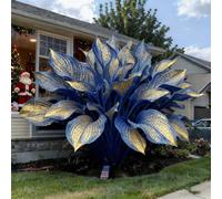 adatte come regali per le feste Bulbi di hosta-Perenne resistente al freddo, resistenti,giardini, balconi,belle,adatta per la decorazione di cortili e balconi-6 Bulbi-H