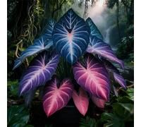 adatte come regali per le feste Bulbi di hosta-Perenne resistente al freddo, resistenti,giardini, balconi,belle,adatta per la decorazione di cortili e balconi-8 Bulbi-A