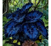 adatte come regali per le feste Bulbi di hosta-Perenne resistente al freddo, resistenti,giardini, balconi,belle,adatta per la decorazione di cortili e balconi-4 Bulbi-G