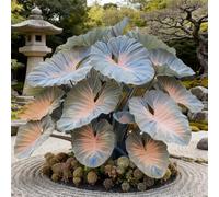 adatte come regali per le feste Bulbi di hosta-Perenne resistente al freddo, resistenti,giardini, balconi,belle,adatta per la decorazione di cortili e balconi-6 Bulbi-E